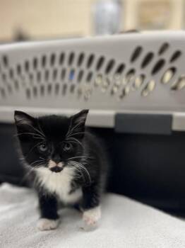 CALLA -  Domestic Short Hair Cat for Adoption in Aliquippa, Pennsylvania - CALLA | PetCurious