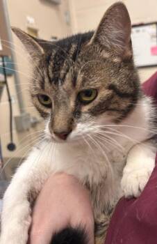 Puppycat (at Smitten Kitten) -  Domestic Short Hair Cat for Adoption in Fishers, Indiana - Puppycat (at Smitten Kitten) | PetCurious