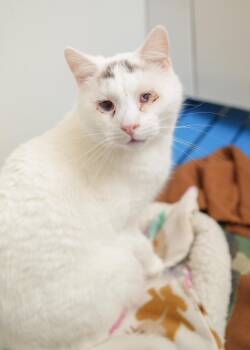 Domestic Short Hair Cats Available for Adoption - Laven | PetCurious