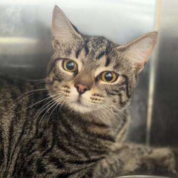 Honda -  Domestic Short Hair Cat for Adoption in Ridgely, Maryland - Honda | PetCurious