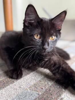 Rescue Domestic Short Hair Cats for Adoption in Burnaby, British Columbia - Kylie | PetCurious