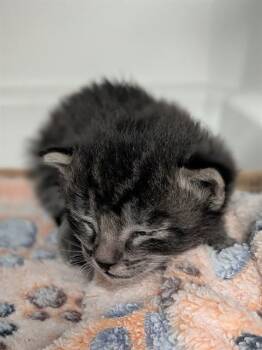 TEDDY -  Domestic Short Hair Cat for Adoption in Dallas, Texas - TEDDY | PetCurious