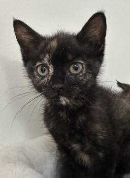Dionne -  Domestic Short Hair Cat for Adoption in Lawrenceville, Georgia - Dionne | PetCurious
