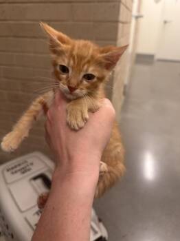 CHESTNUT -  Domestic Short Hair Cat for Adoption in Houston, Texas - CHESTNUT | PetCurious