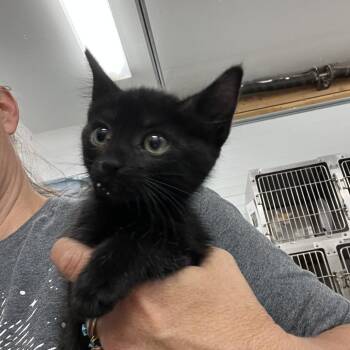 Doodle -  Domestic Short Hair Cat for Adoption in Idaho Falls, Idaho - Doodle | PetCurious