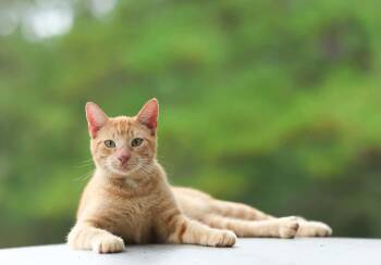 Sunkist -  Domestic Short Hair Cat for Adoption in Lucedale, Mississippi - Sunkist | PetCurious