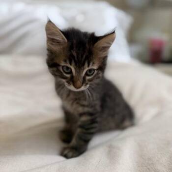 Hayes -  Domestic Short Hair Cat for Adoption in Houston, Texas - Hayes | PetCurious