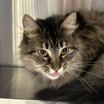 Tina -  Domestic Long Hair Cat for Adoption in Sudbury, Massachusetts - Tina | PetCurious