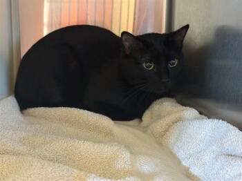 STORMIE -  Domestic Short Hair Cat for Adoption in Colorado Springs, Colorado - STORMIE | PetCurious