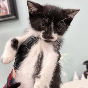 Kau -  Domestic Short Hair Cat for Adoption in Sunrise, Florida - Kau | PetCurious