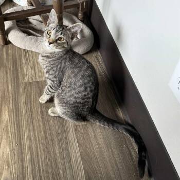 Rescue Domestic Short Hair Cats for Adoption in Gladstone, Oregon - Jalapeno - Pepper Litter | PetCurious