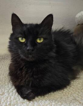 Vista -  Domestic Medium Hair Cat for Adoption in Long Beach, Washington - Vista | PetCurious