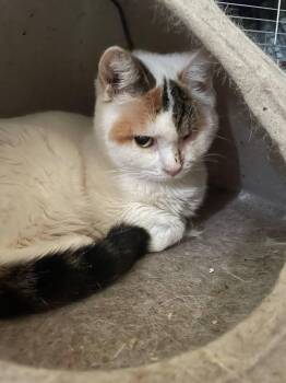 Rescue Domestic Short Hair Cats for Adoption in Chatham, Ontario - Gaia | PetCurious