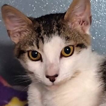 Rescue Domestic Short Hair Cats for Adoption in Uniontown, Pennsylvania - Jr. | PetCurious