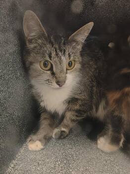 Domestic Short Hair Cats Available for Adoption in Athens, Tennessee - Momma Cheese | PetCurious