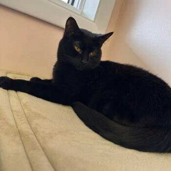 Popo -  Domestic Short Hair Cat for Adoption in Greensburg, Pennsylvania - Popo | PetCurious