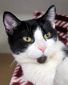 Domestic Short Hair Cats Available for Adoption in Grayslake, Illinois - Stark | PetCurious