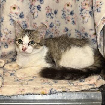 Snickerdoodle -  Domestic Long Hair Cat for Adoption in Madisonville, Texas - Snickerdoodle | PetCurious