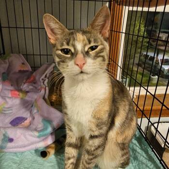 Rescue Domestic Short Hair Cats for Adoption in Middletown, New York - Penne | PetCurious