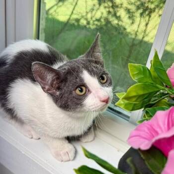 Domestic Short Hair and Tuxedo Cats Available for Adoption - Cashew C | PetCurious