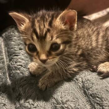 Emily 3 -  Domestic Short Hair Cat for Adoption in Bulverde, Texas - Emily 3 | PetCurious