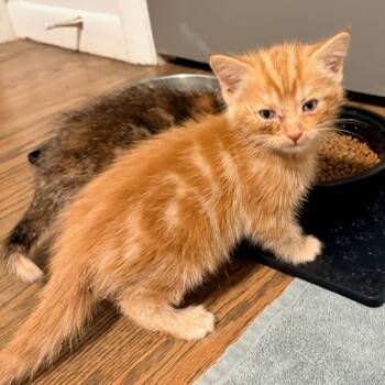 Domestic Short Hair Cats Available for Adoption in Delaware, Ohio - FTT-Stray-202 | PetCurious
