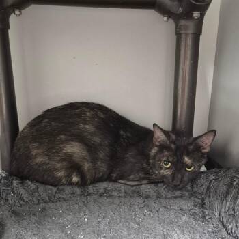 Firefly -  Domestic Short Hair Cat for Adoption in Kingman, Kansas - Firefly | PetCurious