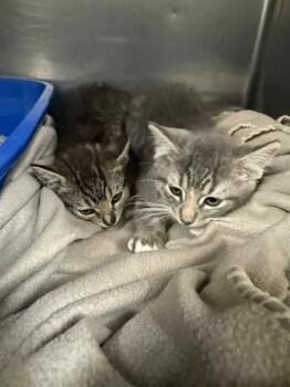 Rescue Domestic Short Hair Cats for Adoption in Belleville, Illinois - ROSE | PetCurious