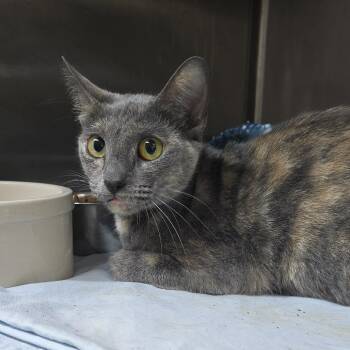Stally 26-0421 -  Domestic Short Hair Cat for Adoption in Yanceyville, North Carolina - Stally 26-0421 | PetCurious