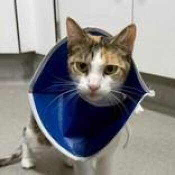 Domestic Short Hair Cats Available for Adoption in Hilliard, Ohio - Charm | PetCurious