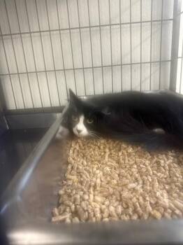 Beatrice -  Domestic Short Hair Cat for Adoption in Rock Springs, Wyoming - Beatrice | PetCurious
