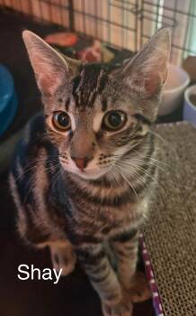Rescue Tabby Cats for Adoption in Oakley, California - Shay | PetCurious