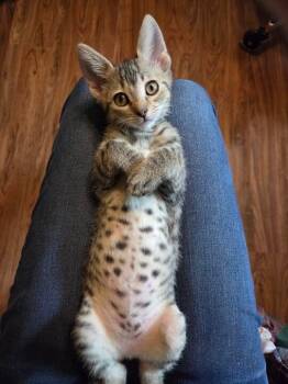 Rescue Domestic Short Hair Cats for Adoption in Hot Springs, Arkansas - Giselle | PetCurious