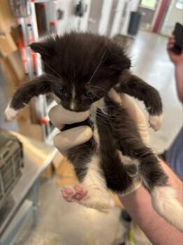 KUBOTA -  Domestic Short Hair Cat for Adoption in Grand Prairie, Texas - KUBOTA | PetCurious