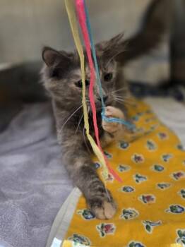 Orla -  Domestic Medium Hair and Domestic Short Hair Cat for Adoption in Westland, Michigan - Orla | PetCurious