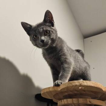 Bluebird -  Domestic Short Hair Cat for Adoption in Hudsonville, Michigan - Bluebird | PetCurious