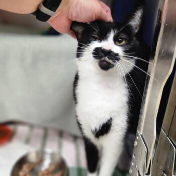 Dali -  Domestic Short Hair and Mixed Breed Cat for Adoption in Walker, Michigan - Dali | PetCurious