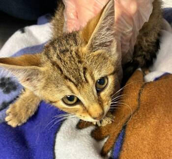 Herb -  Domestic Short Hair Cat for Adoption in Cincinnati, Ohio - Herb | PetCurious
