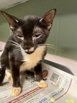 BEETLE -  Domestic Short Hair Cat for Adoption in Jacksonville, Florida - BEETLE | PetCurious