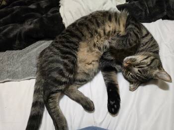 Dr. Clownius (Bonded with Silly Sailor) -  Domestic Short Hair Cat for Adoption in Othello, Washington - Dr. Clownius (Bonded With Silly Sailor) | PetCurious