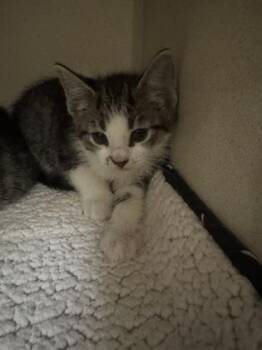 Domestic Short Hair Cats Available for Adoption in Sacramento, California - David Rossi  | PetCurious