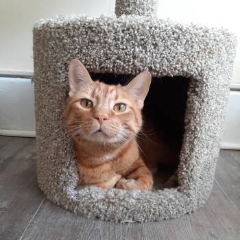 Domestic Short Hair Cats Available for Adoption - Rip | PetCurious