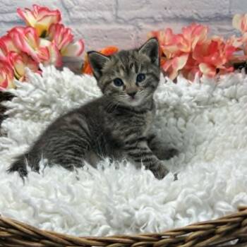 Domestic Short Hair Cats Available for Adoption in Harrisonburg, Virginia - Storm | PetCurious