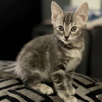 Domestic Short Hair Cats Available for Adoption in Midland, Texas - FWT Pepper | PetCurious