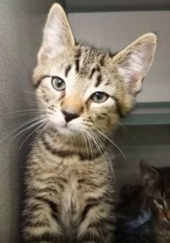 Brad Kitt -  Domestic Short Hair Cat for Adoption in Waupaca, Wisconsin - Brad Kitt | PetCurious