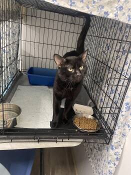 Hobie -  Domestic Short Hair Cat for Adoption in Trenton, New Jersey - Hobie | PetCurious