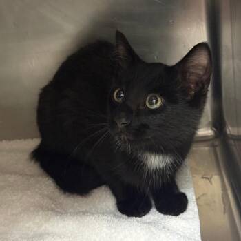 Kerfuffle -  Domestic Short Hair Cat for Adoption in Cheyenne, Wyoming - Kerfuffle | PetCurious