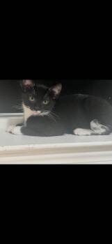 Nouget -  Domestic Short Hair Cat Available for Adoption in Sneads Ferry, North Carolina - Nouget | PetCurious