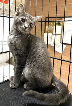 Rescue Domestic Short Hair Cats for Adoption in Albemarle, North Carolina - Dakota | PetCurious