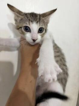 High Noon -  Domestic Short Hair Cat for Adoption in Key West, Florida - High Noon | PetCurious